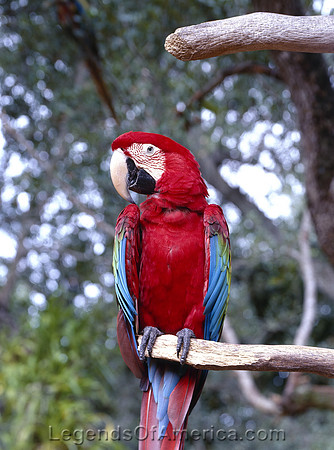 Florida Parrot