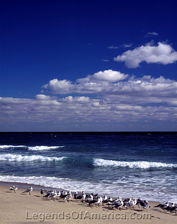 Gulls on a Florida beachcarolHighsmith