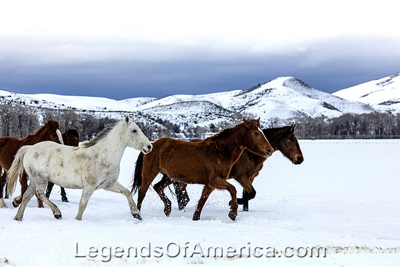 Routt County, CO - Horses