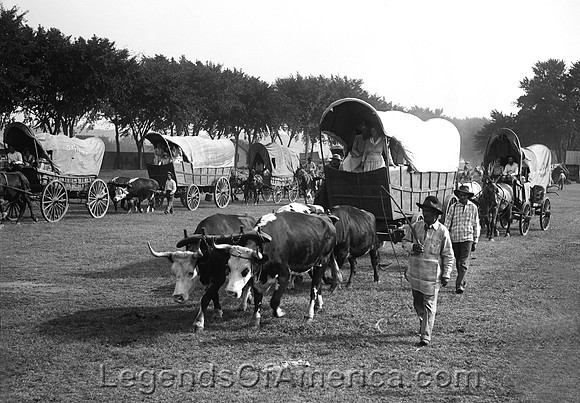 Oxen Pulling Covered Wagons