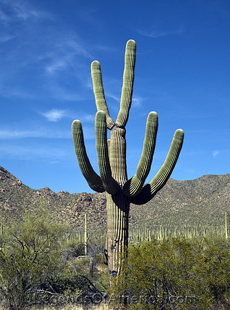 Tucson, AZ - Saguaro Cactus