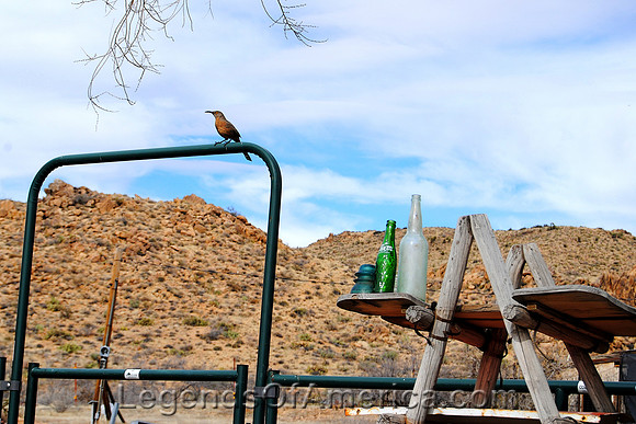 Hackberry, AZ - Bird on a Fence