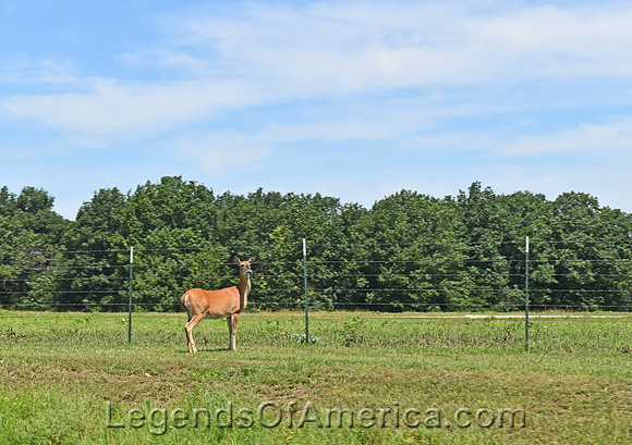 Moline, KS - Area Deer