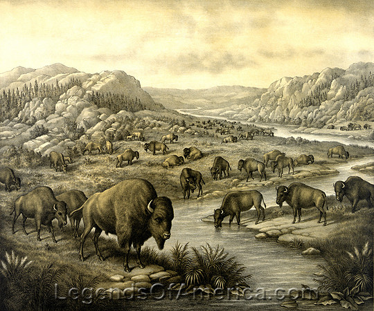 Buffalo at rest, 1911