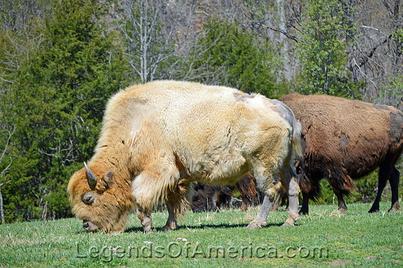 Dogwood Canyon Nature Park, MO - White Bison