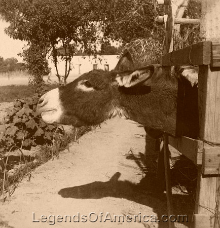 Donkey and fence, 1894