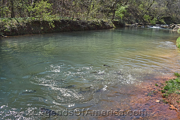 DogwoodCanyonLittleIndianCreekFish-2