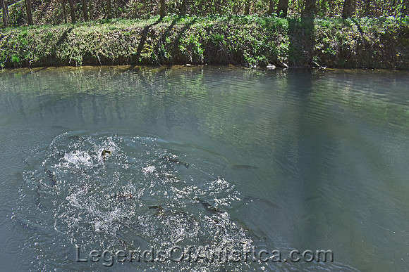 DogwoodCanyonLittleIndianCreekFish