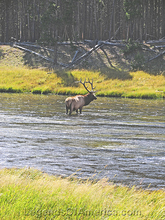 Yellowstone National Park, WY - Elk in the Firehole River