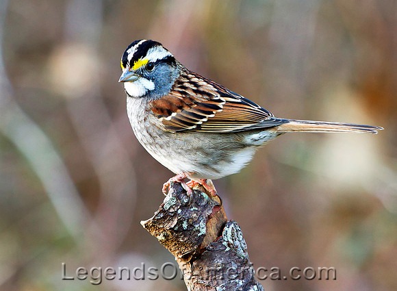 ShenandoahNatParkWite-Throated Sparrow-nps