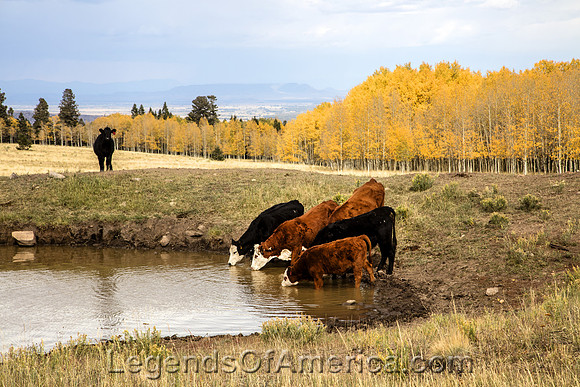 CattleConejos County, ColoradoHighsmith2015