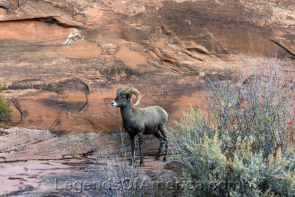 Colorado National Monument, CO - Bighorn Sheep