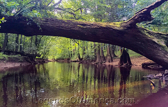 Congaree National Park, SC - 2