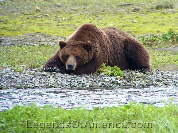 Tongass National Forest, AK - Bear