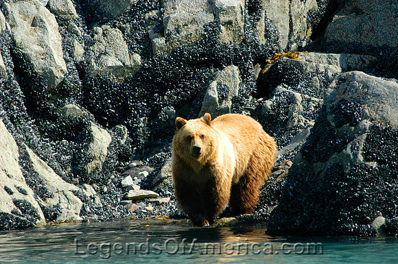 Glacier Bay National Park, AK - Brown Bear