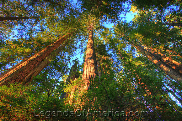 Fortuna, CA - Headwaters Forest Reserve