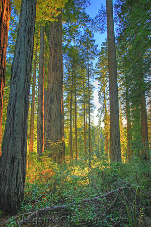Fortuna, CA - Headwaters Forest Reserve - 2