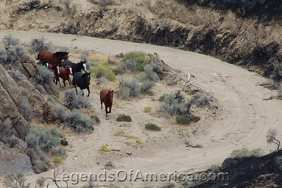Owyhee CountyIDWildHorseGather-blm-2015