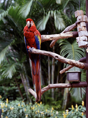 Miami, FL - Parrot Jungle