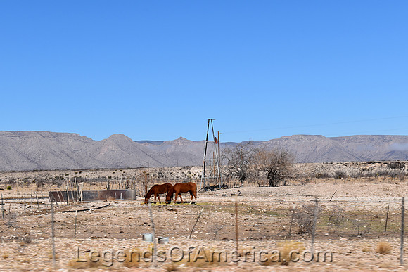 Guadalupe Mountains TX - Horses