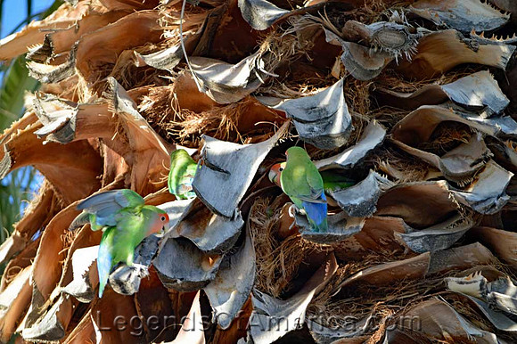 ApacheJunctionParakeets-1000