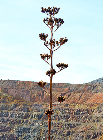 Bisbee, AZ - Lavender Pit Cactus - 2