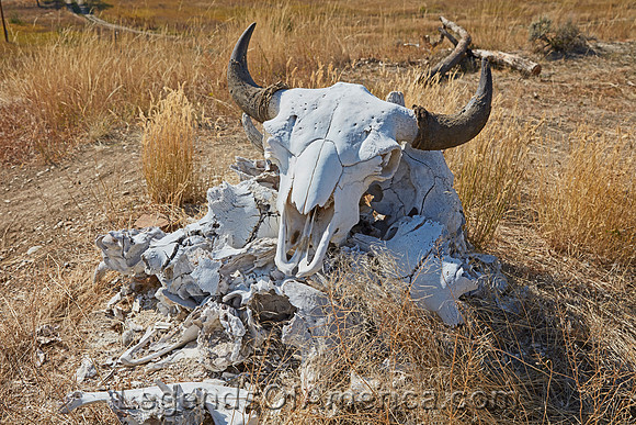 Crow Agency CommunityMTLittle Bighorn Trading PostCarolHighsmith2022-4