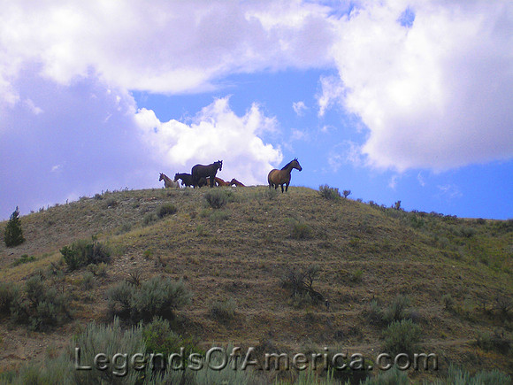 Silver Spring, MT - Horses - 2