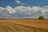 Blackfoot, ID - Hayfield
