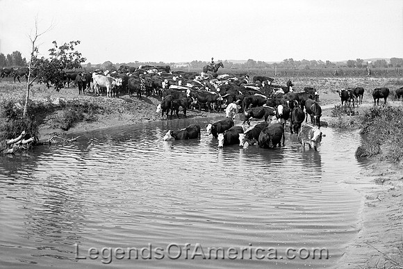 Custer County, NE - Cattle