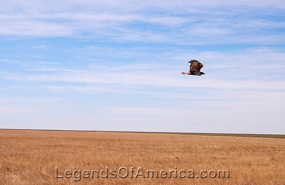 Russell Springs, KS - Bird
