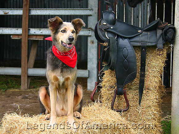 Cowboy Dog