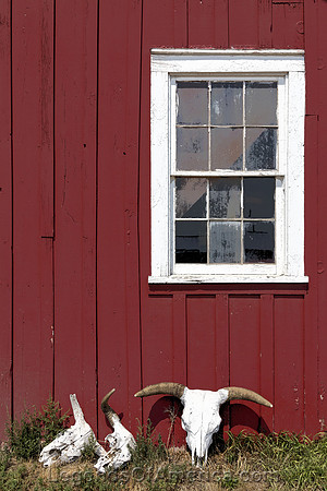 Crook County, WY - Hadley SY Ranch Skulls