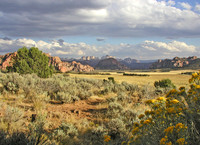 Zion National Park, UT - Kolob Terrace