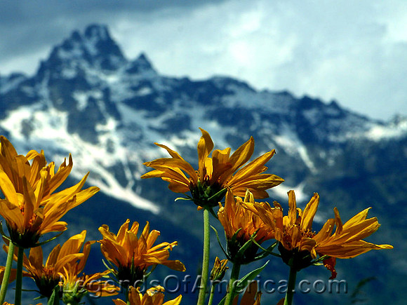 Grand Tetons, WY - Wild Flowers