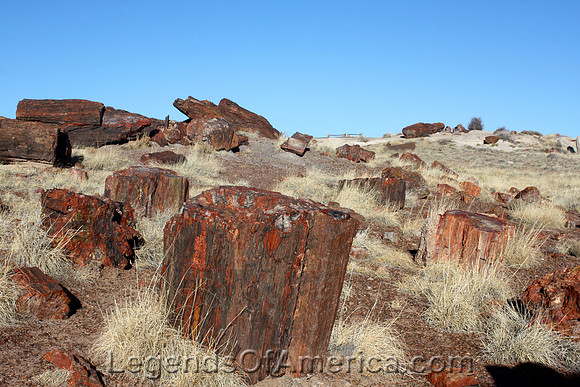 Petrified Forest, AZ - Rainbow Forest