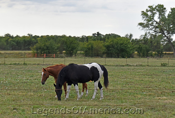Gypsum, KS - Horses