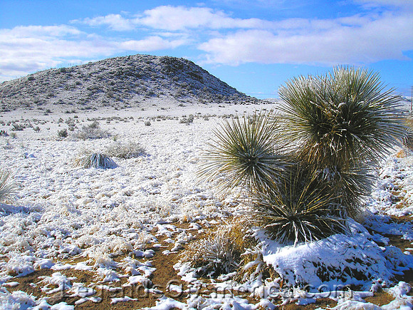 Monticello, NM - Cactus in Snow