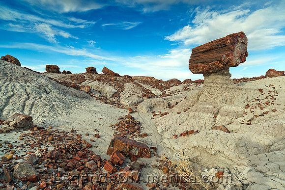 Petrified Forest , AZ- Pedestal Log
