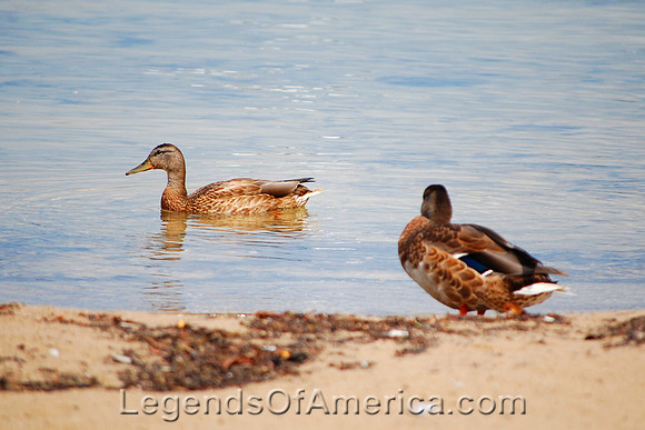 Fish Creek, WI - Boy-Girl Duck