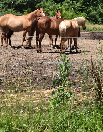 Savonburg, KS - Horses