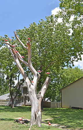 Overbrook, KS - Flamingo Tree