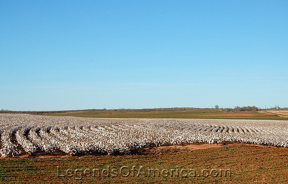 Turkey, TX - Cotton Field