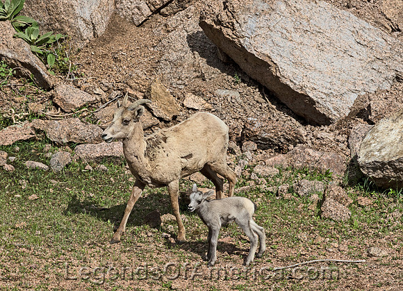 Jefferson County, CO - Cheesman Dam Bighorn Sheep