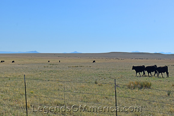 Miami, NM - Area Cattle