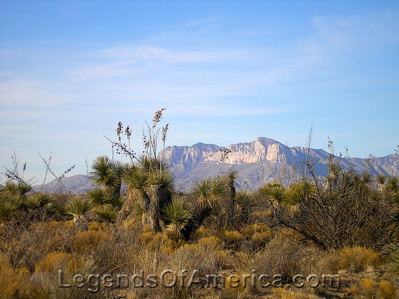 Guadalupe Mountains, TX - Cactus