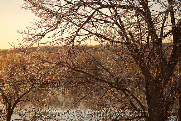 Lake of the Ozarks - Trees of Glass