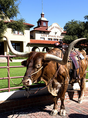 Ft. Worth, TX - Longhorn