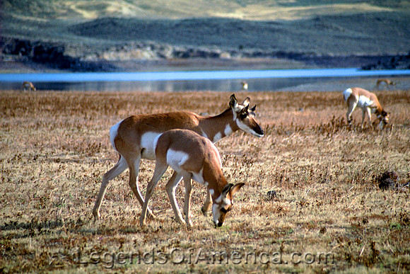 Warm Springs Resevoir, OR - Prong Horn Antelope