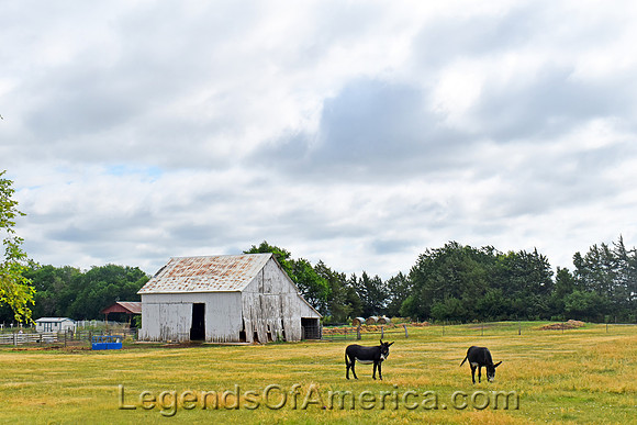 Jamestown, KS - Mules